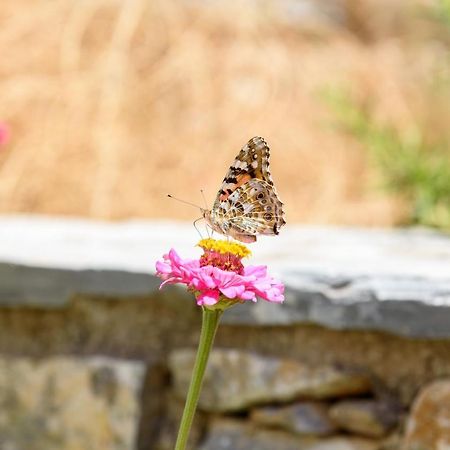 אמורגוס Villa Andromeda מראה חיצוני תמונה